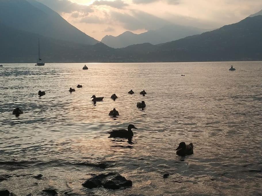 le case di Giulia Abbadia Lariana Esterno foto